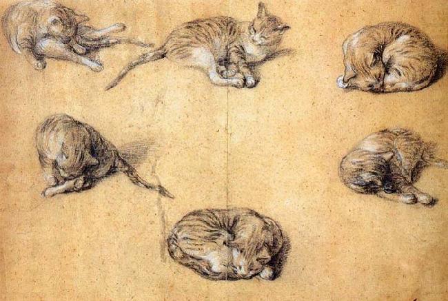 GAINSBOROUGH, Thomas Six studies of a cat china oil painting image